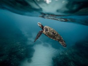 Duiken ontmaskerd: apparatuur, veiligheidsprocedures, duiksoorten en onderwater ecologie verkend